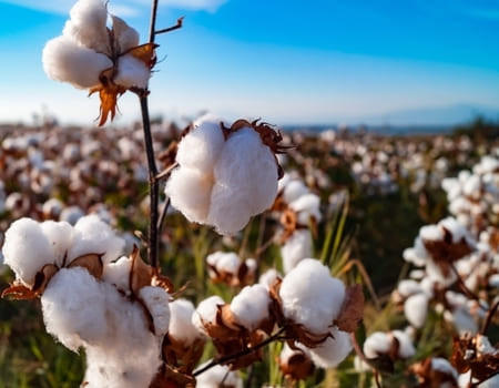 Guida al cotone: tutto quello che c'è da sapere sulla fibra più utilizzata al mondo
